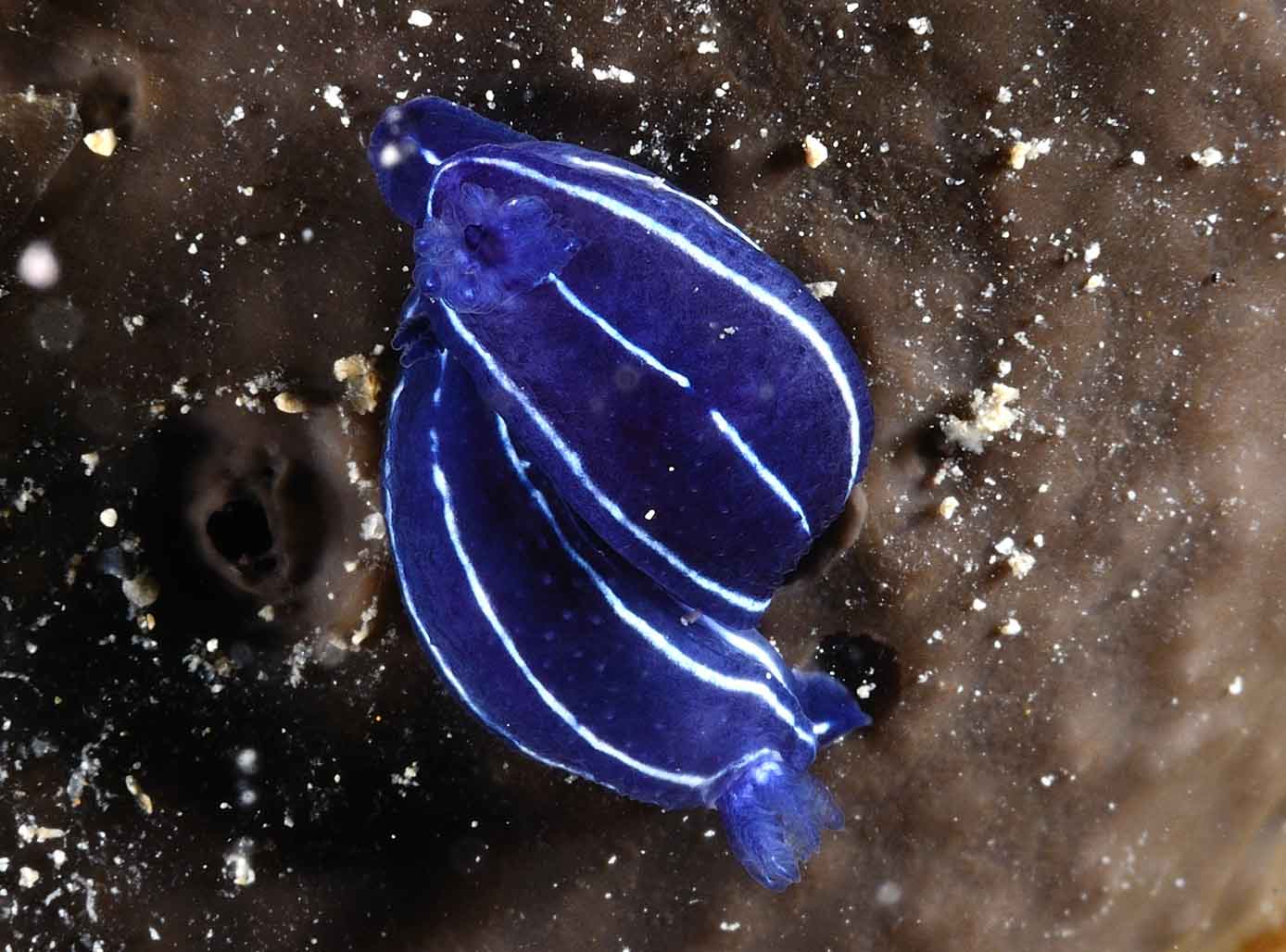 Hypselodoris fontandraui